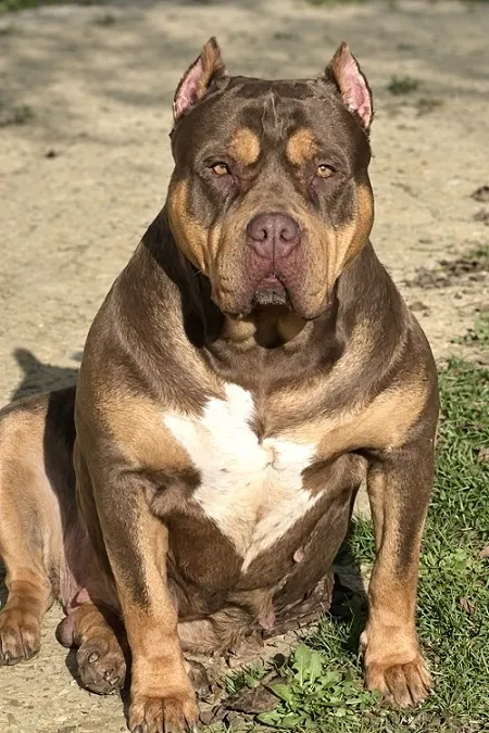 Ostalo na prodaju, Beograd (6)