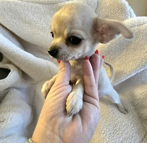 Čivava na prodaju, Zrenjanin (6)