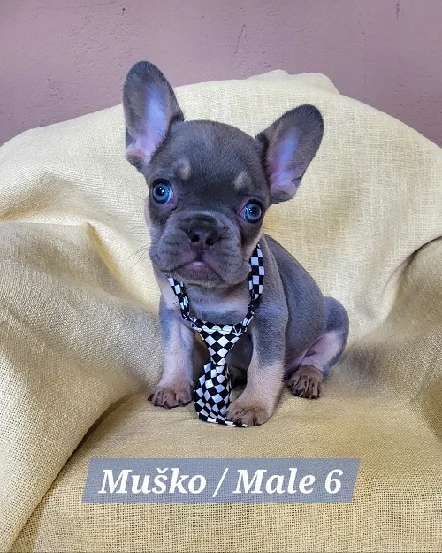 Francuski buldog na prodaju, Trstenik (6)