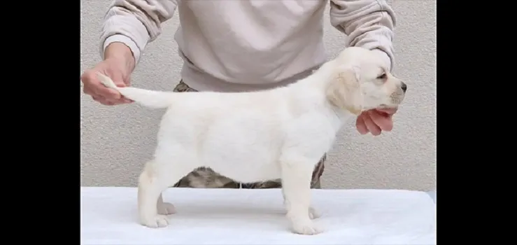 Labrador retriver na prodaju, Beograd Surčin (6)