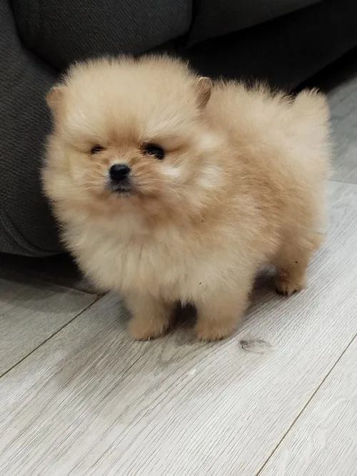 Ostalo na prodaju, Beograd (6)