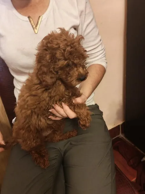 Pudla (patuljasta) na prodaju, Zrenjanin (6)