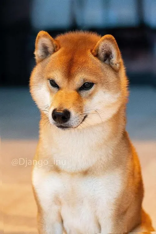 Šiba inu na prodaju, Beograd (6)