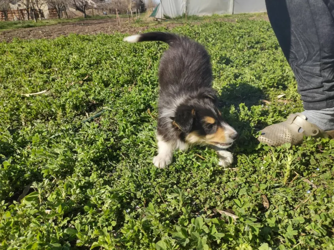 Border koli na prodaju, Ada (3)