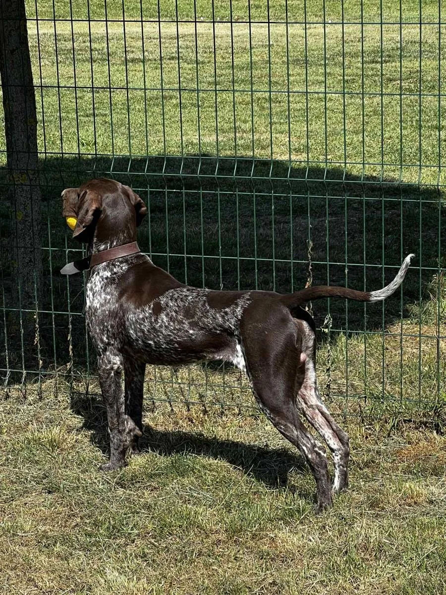 Nemački kratkodlaki ptičar na prodaju, Obrenovac (2)