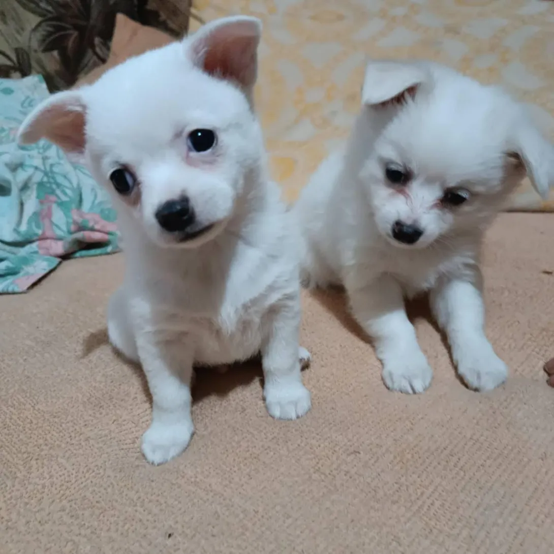 Čivava na prodaju, Novi Sad