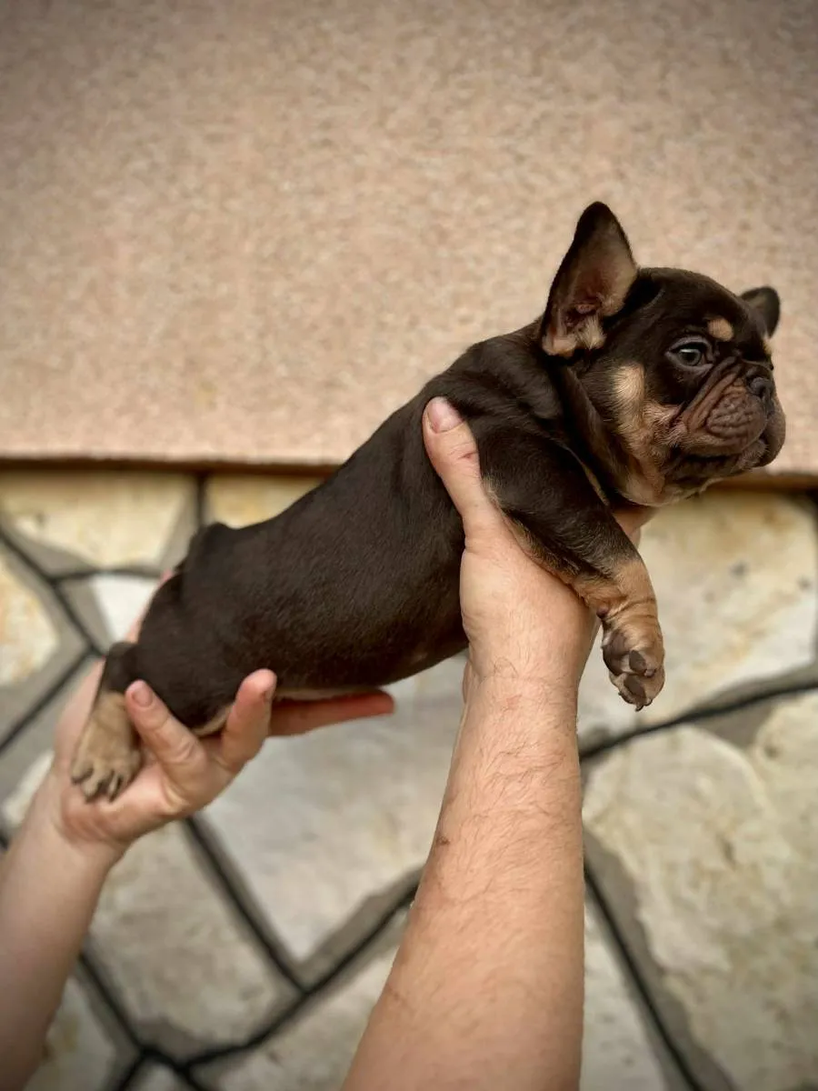 Francuski buldog na prodaju, Kragujevac (5)