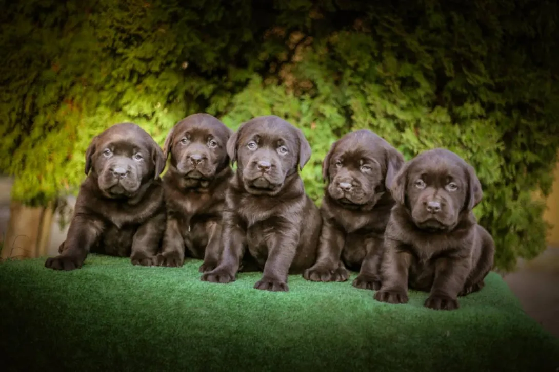 Labrador retriver na prodaju, Bačka Palanka (2)