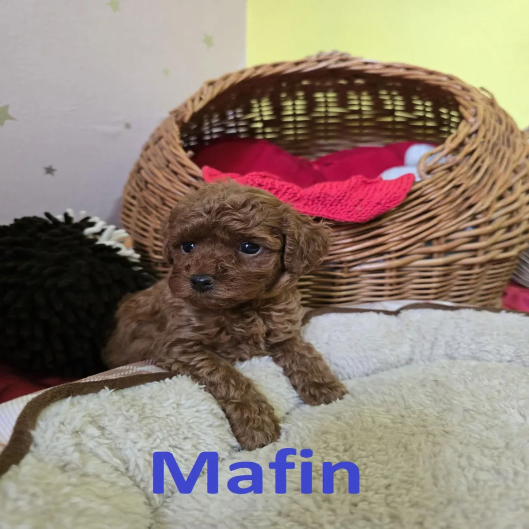 Pudla (patuljasta) na prodaju, Zrenjanin (5)