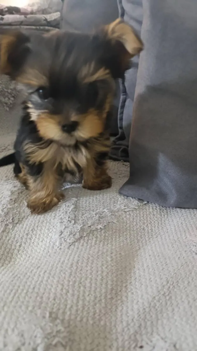 Jorkširski terijer na prodaju, Zrenjanin (2)