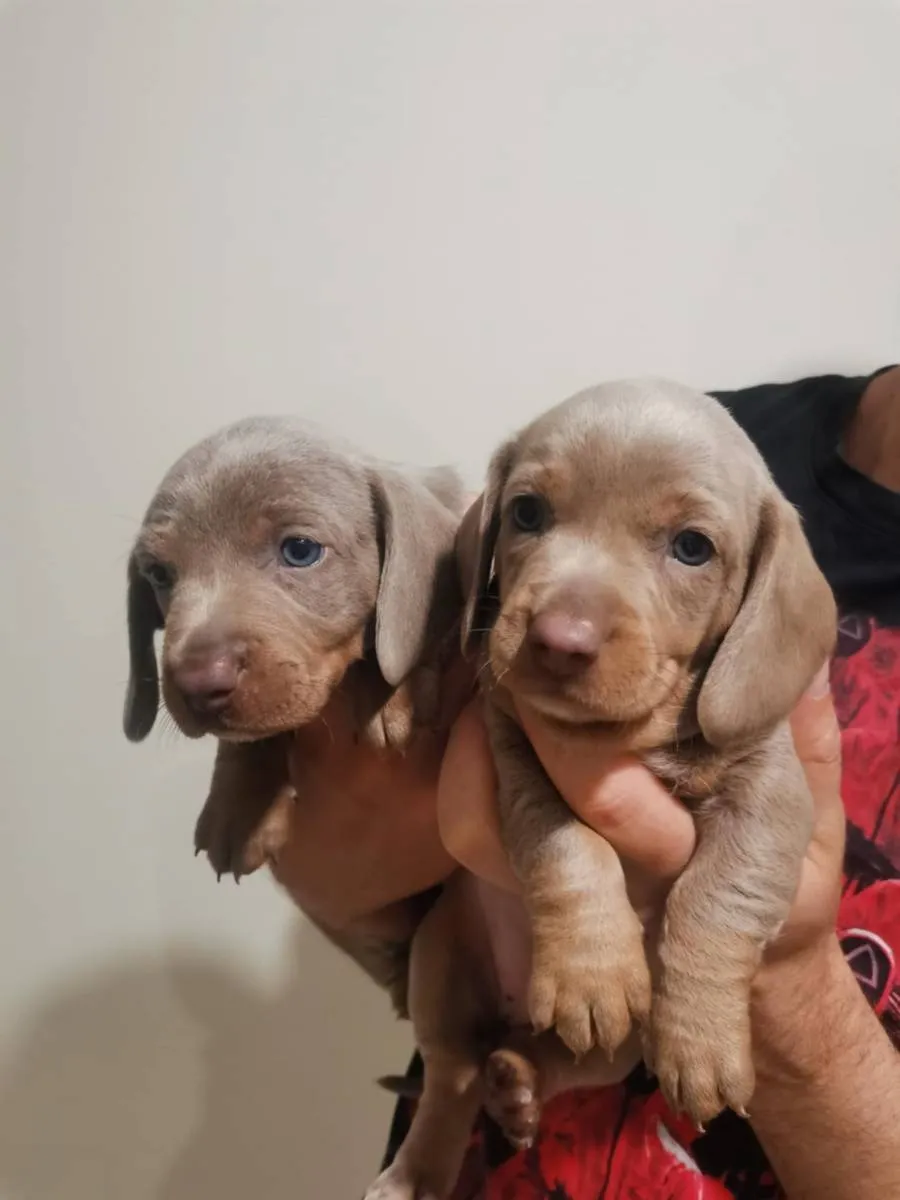 Jazavičar na prodaju, Zrenjanin (5)