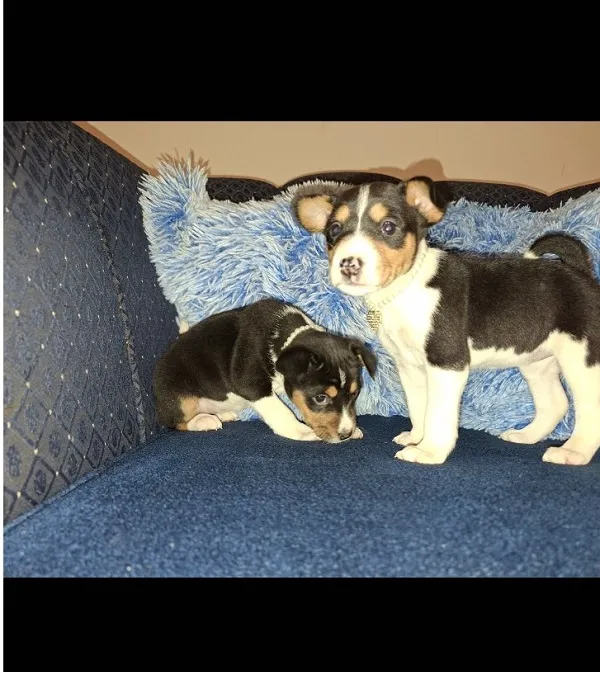 Basenji na prodaju, Ruma (4)