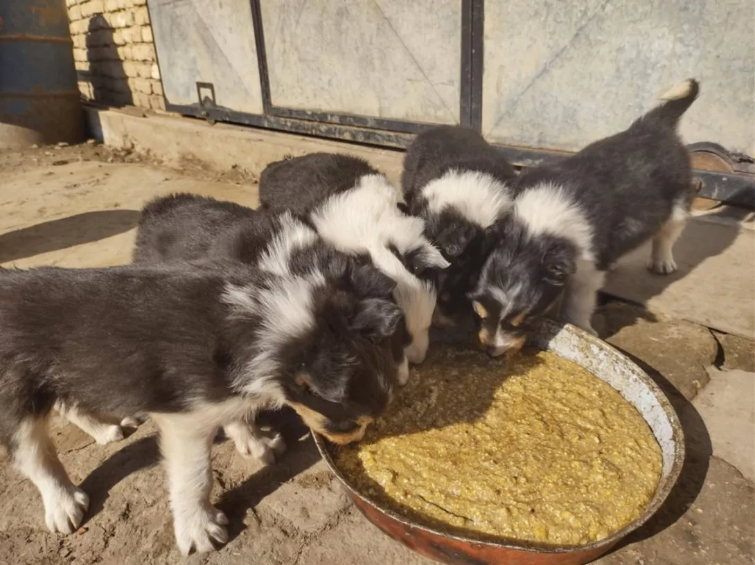 Border koli na prodaju, Ada (2)