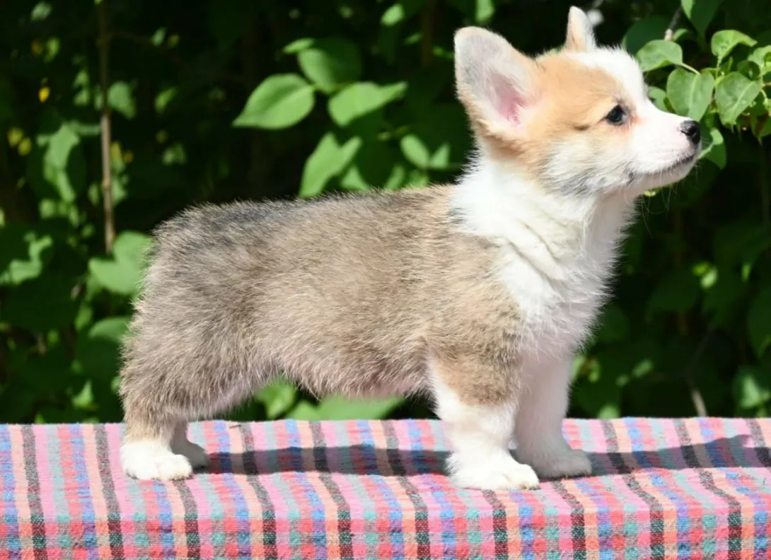 Velški korgi (pembrok) na prodaju, Valjevo (3)