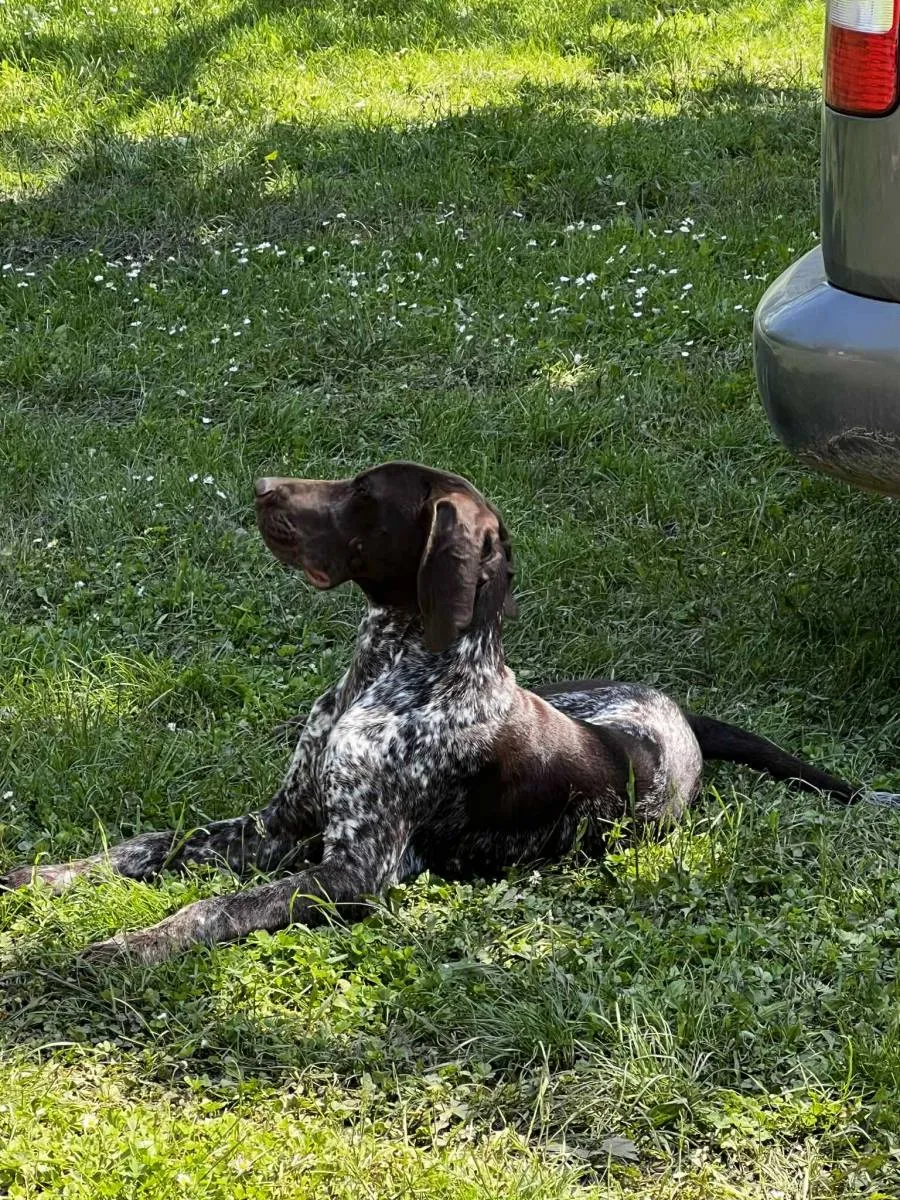 Nemački kratkodlaki ptičar na prodaju, Obrenovac (4)