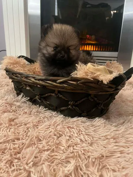 Nemački špic na prodaju, Novi Sad (5)