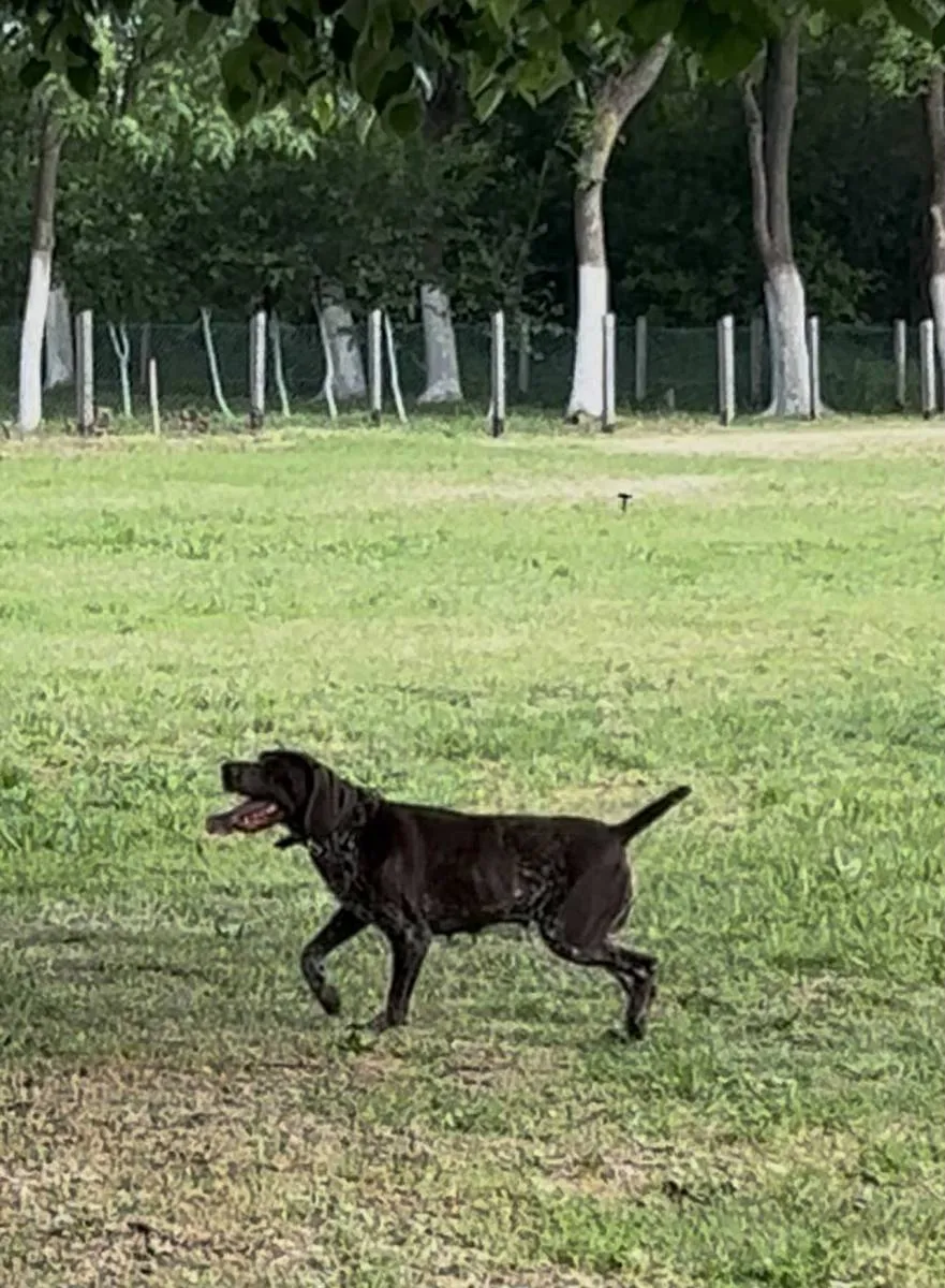 Nemački kratkodlaki ptičar na prodaju, Obrenovac