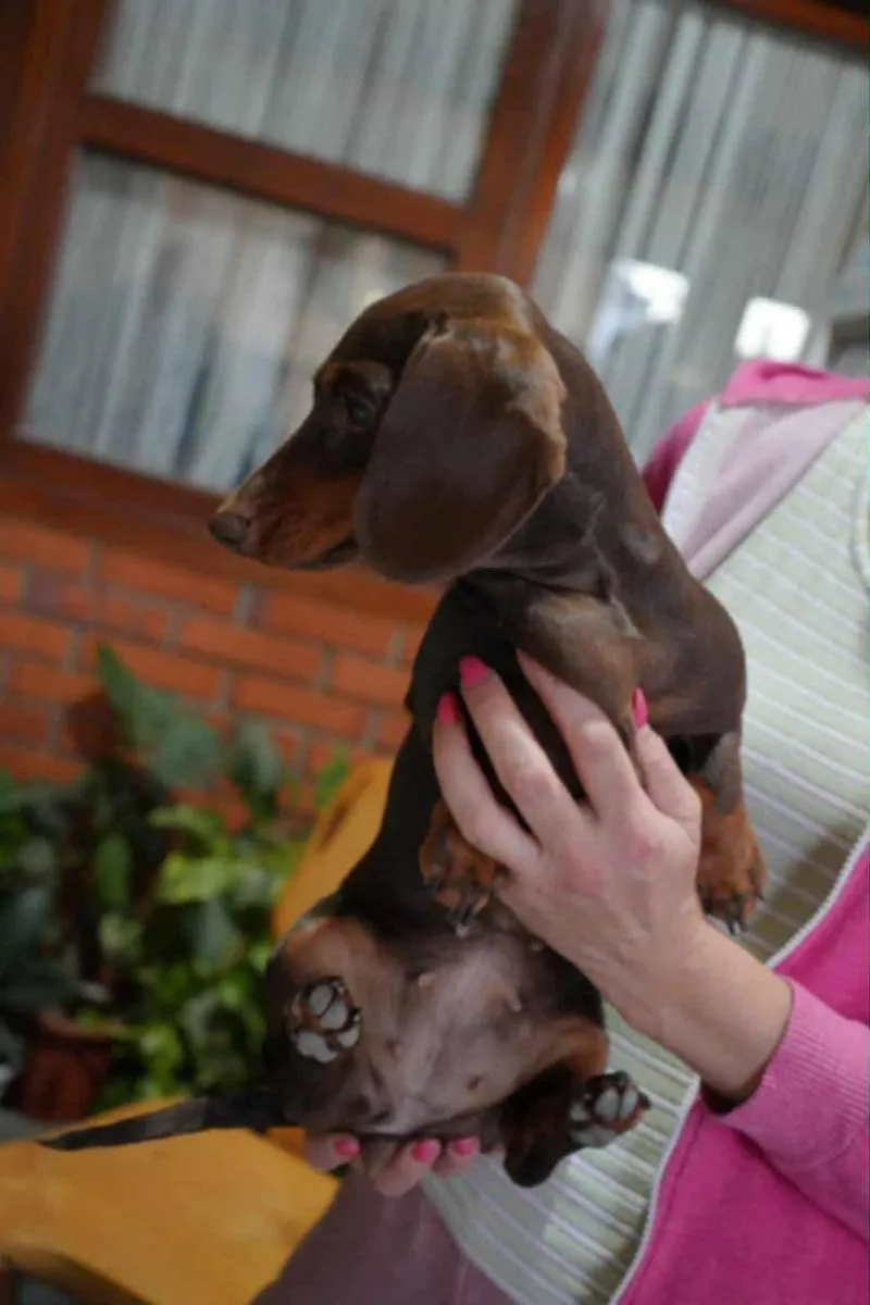 Jazavičar na prodaju, Leskovac (3)