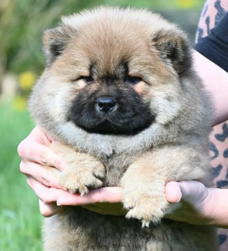 Čau-čau na prodaju, Valjevo (2)