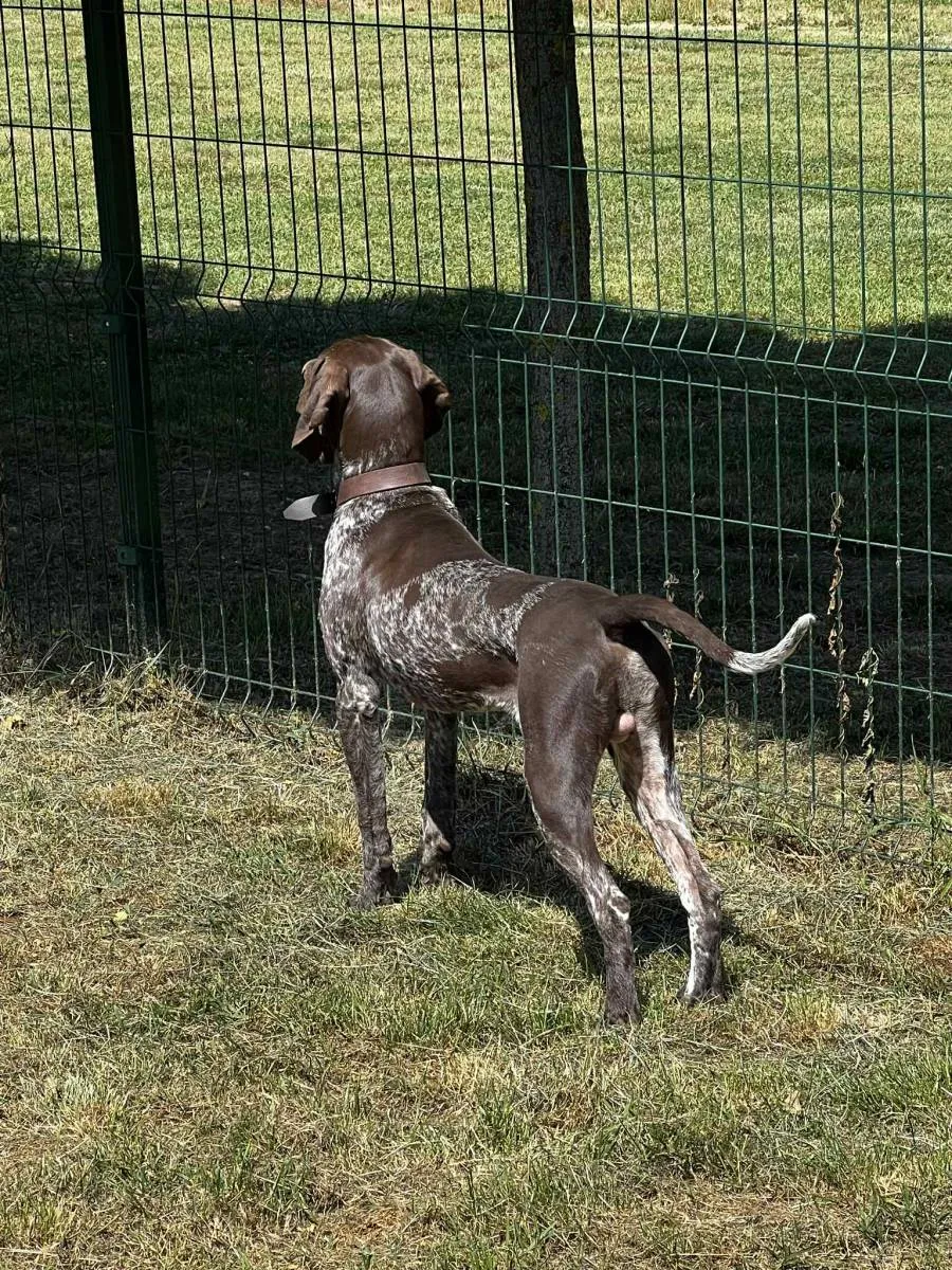 Nemački kratkodlaki ptičar na prodaju, Obrenovac