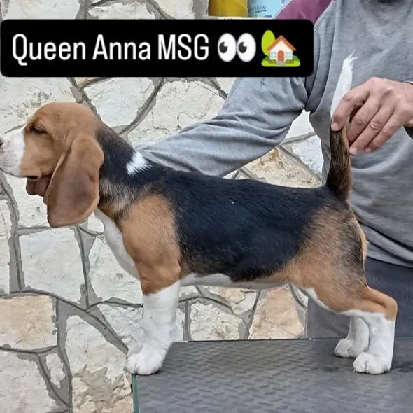 Bigl na prodaju, Kovin (2)