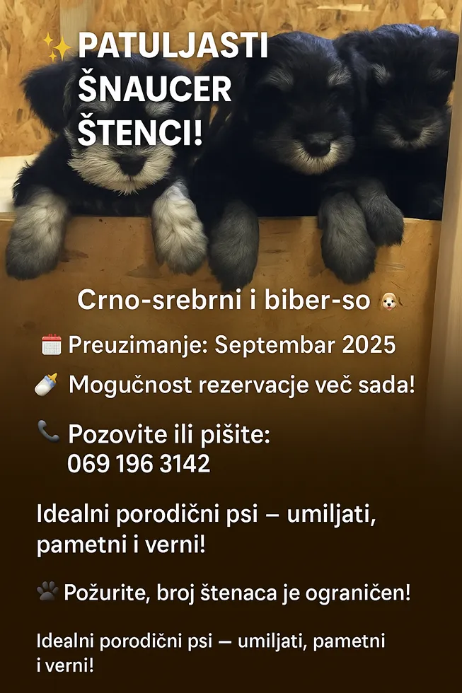 Patuljasti šnaucer na prodaju, Bečej
