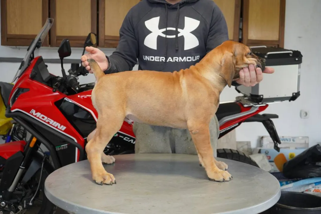 Ostalo na prodaju, Lazarevac (2)