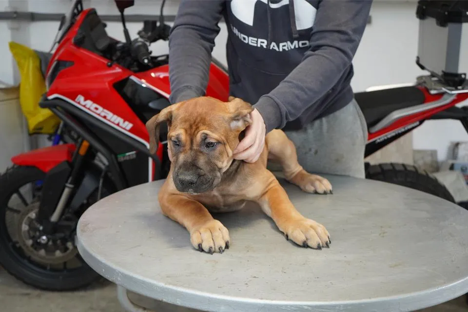 Mastif na prodaju, Beograd (4)