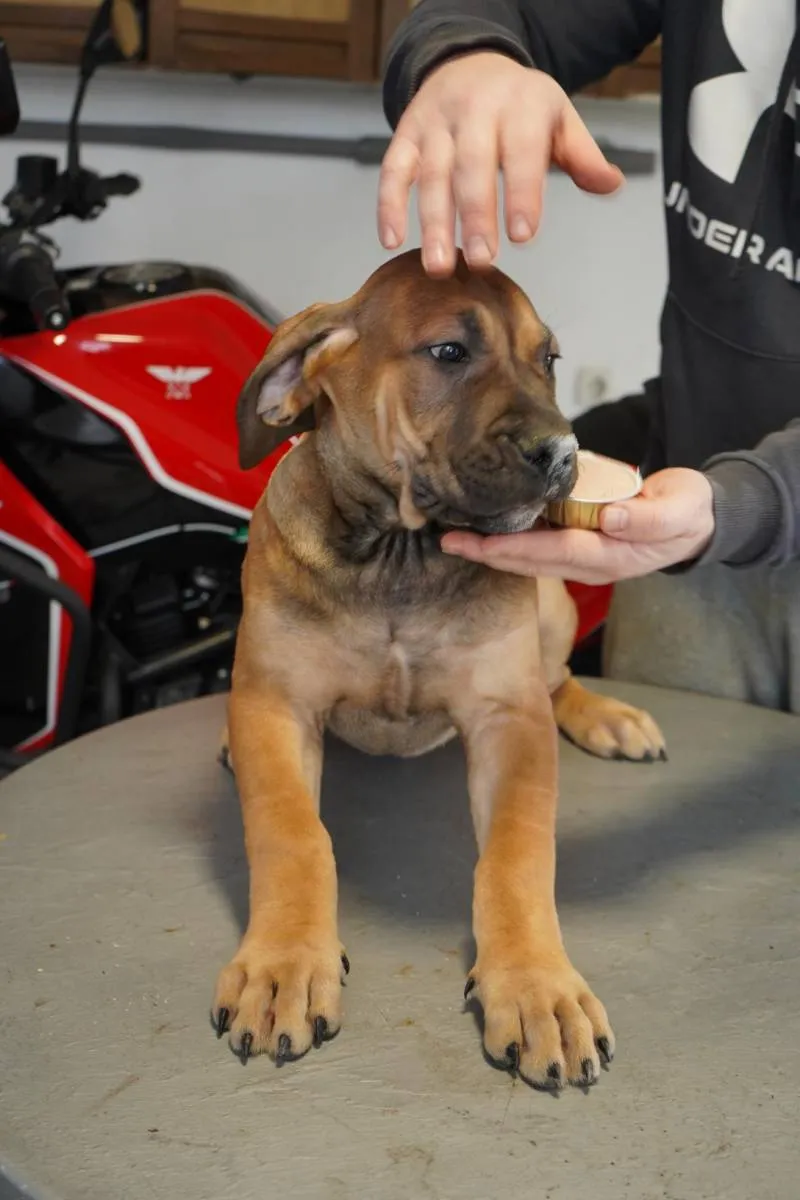 Ostalo na prodaju, Lazarevac