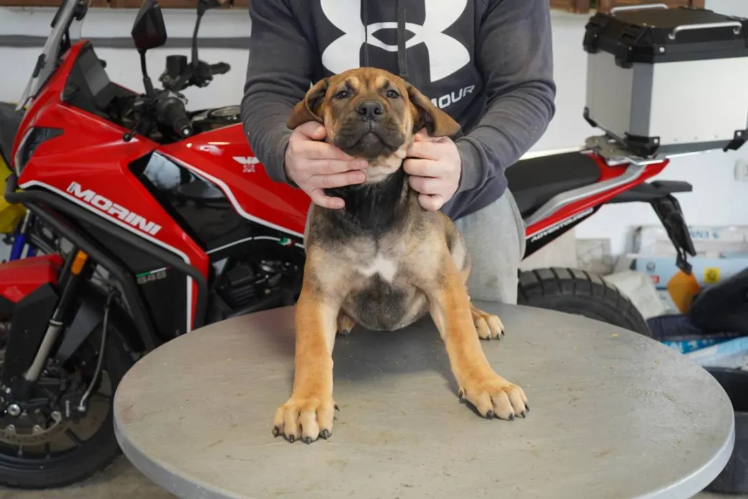 Ostalo na prodaju, Lazarevac (3)