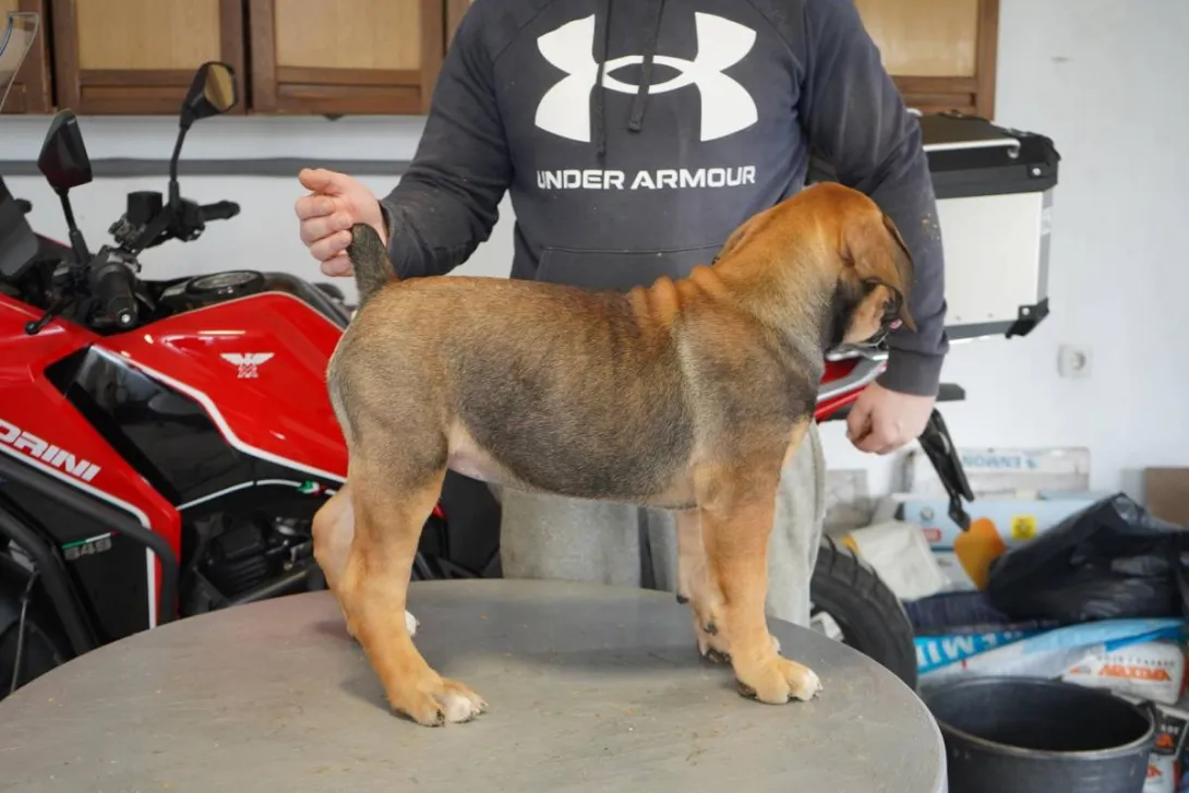 Ostalo na prodaju, Lazarevac (4)