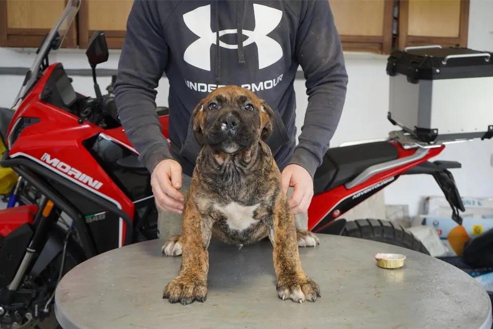 Mastif na prodaju, Beograd