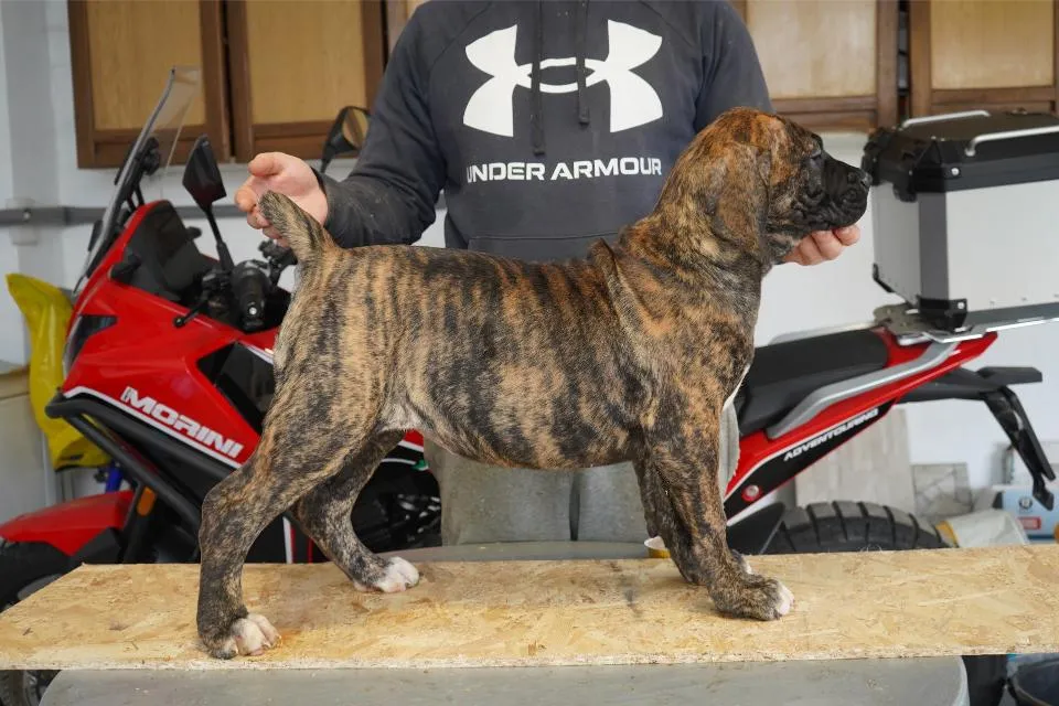 Mastif na prodaju, Beograd (2)