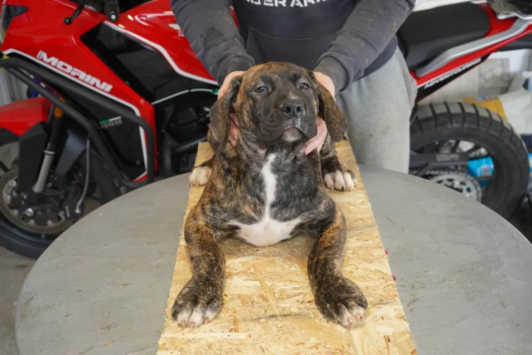 Ostalo na prodaju, Lazarevac (5)