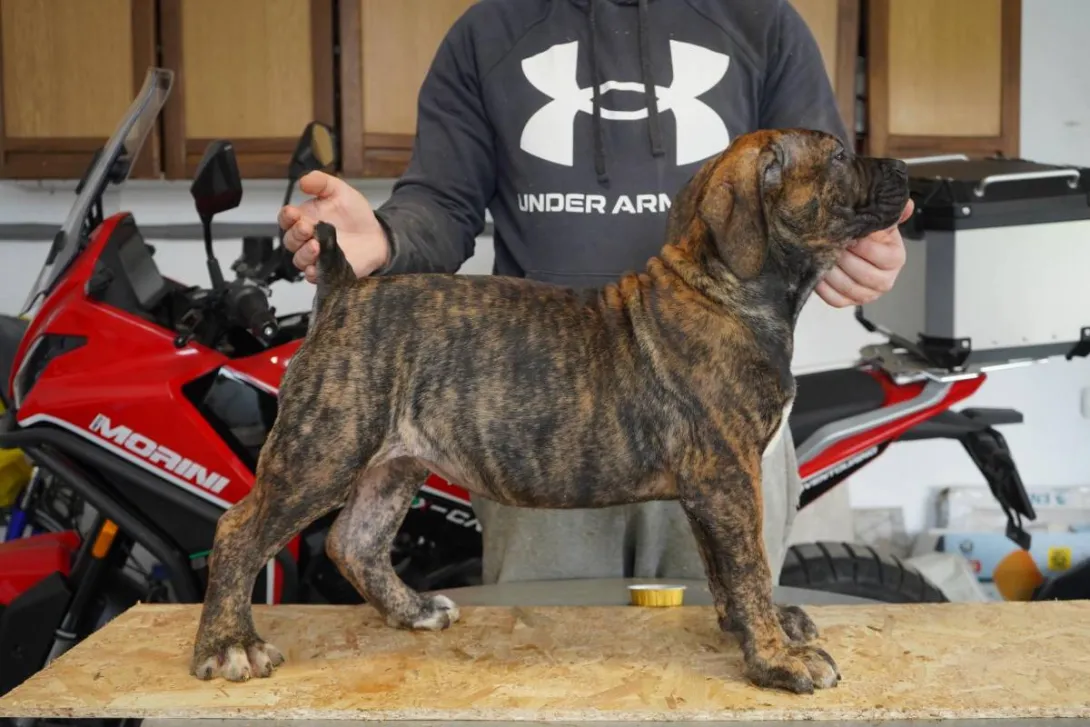 Ostalo na prodaju, Lazarevac (6)