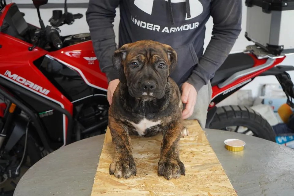 Mastif na prodaju, Beograd (3)