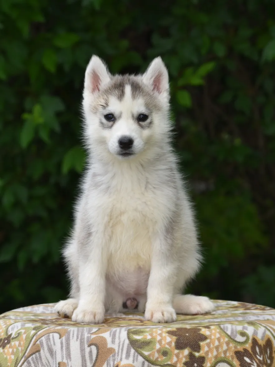Sibirski haski na prodaju, Novi Sad