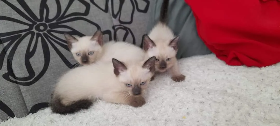 Sijamska mačka na prodaju, Subotica