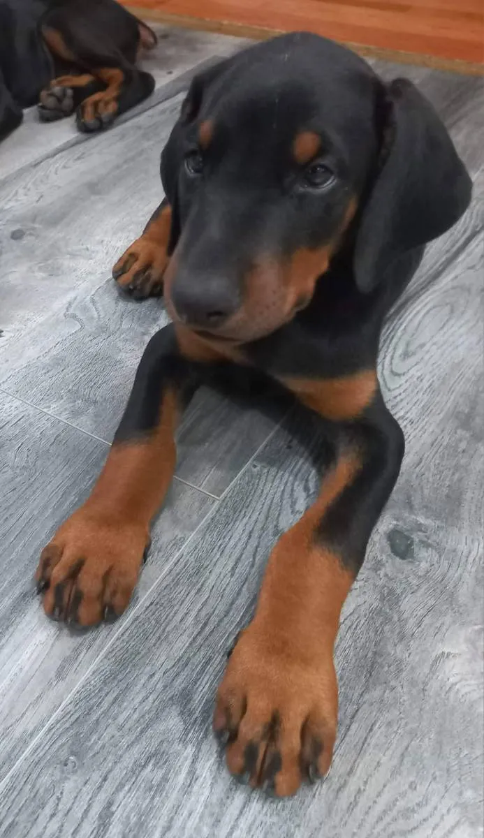 Doberman na prodaju, Subotica (2)