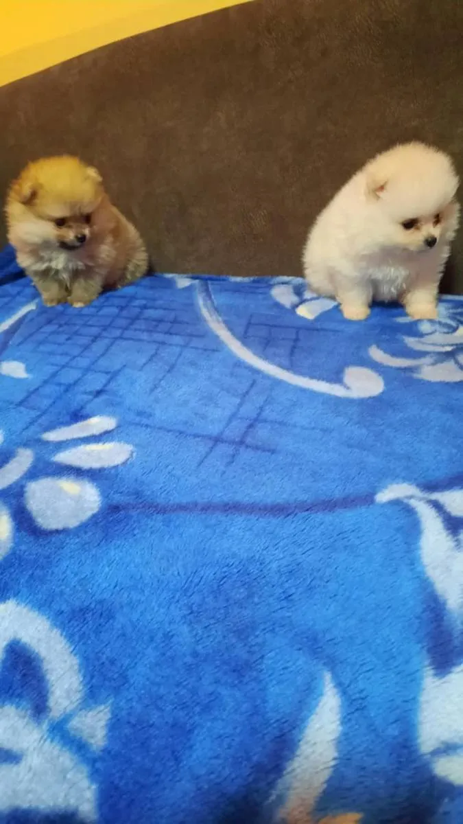 Nemački špic na prodaju, Kikinda