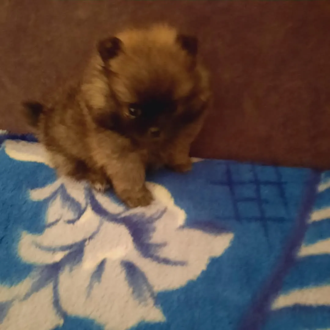 Nemački špic na prodaju, Kikinda (2)