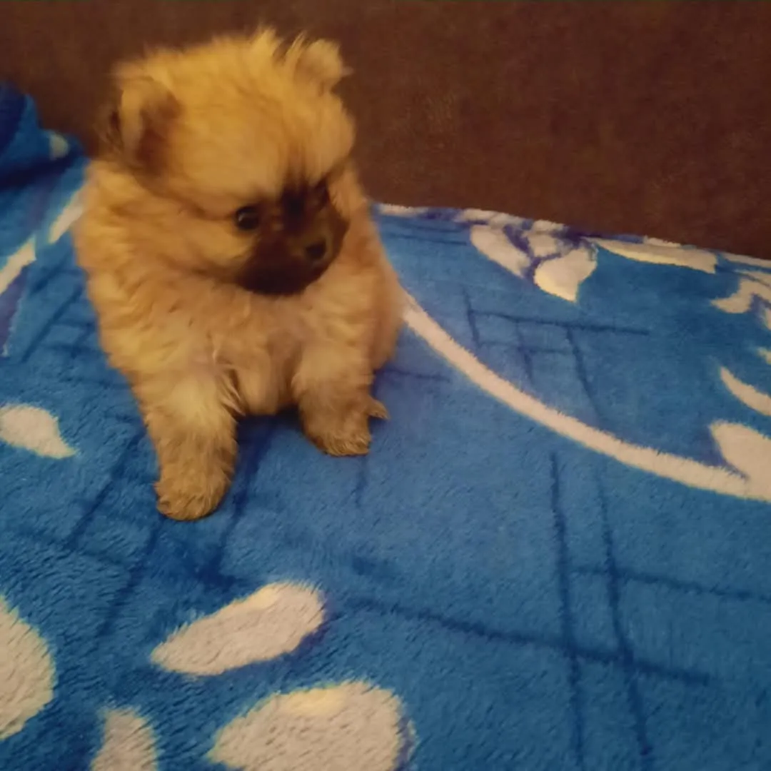 Nemački špic na prodaju, Kikinda (3)