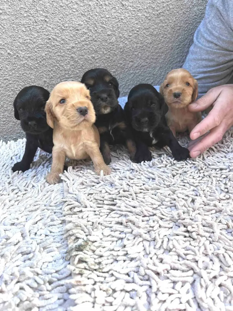 Engleski koker španijel na prodaju, Pančevo