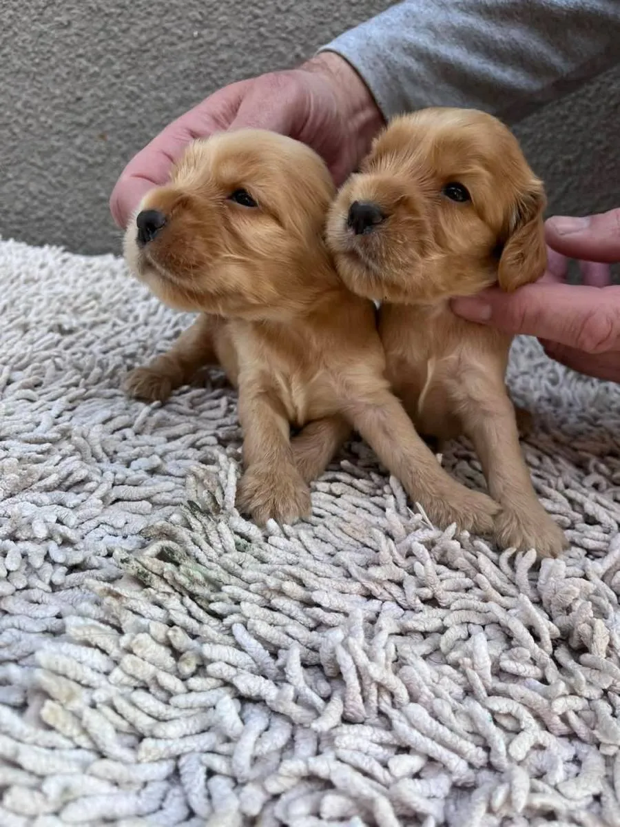 Engleski koker španijel na prodaju, Pančevo (2)