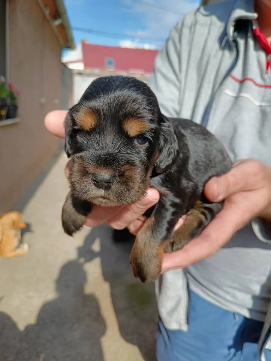 Engleski koker španijel na prodaju, Pančevo (3)