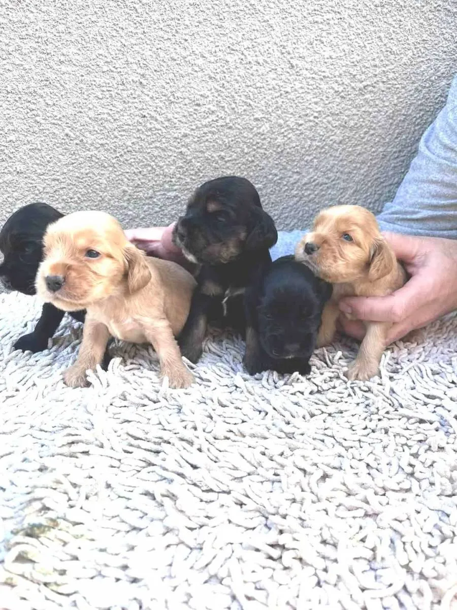 Engleski koker španijel na prodaju, Pančevo (4)