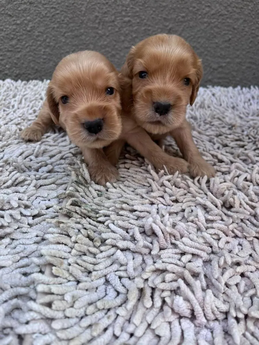 Engleski koker španijel na prodaju, Pančevo (6)