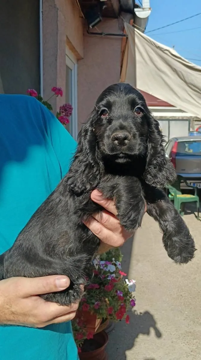 Engleski koker španijel na prodaju, Pančevo