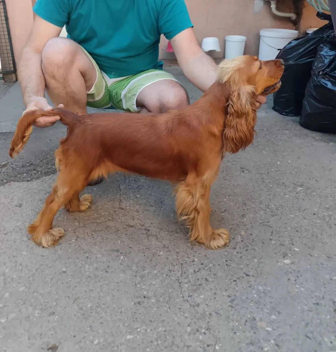 Engleski koker španijel na prodaju, Pančevo (6)