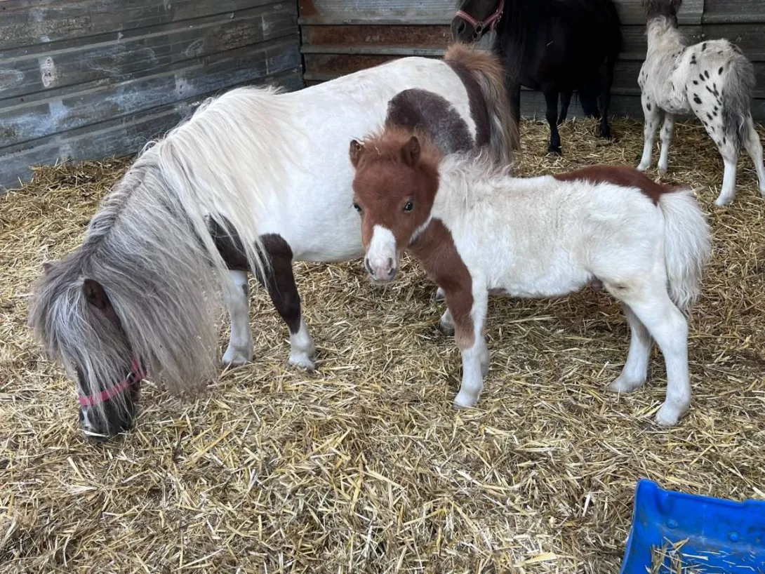 Ostalo na prodaju, Subotica (4)